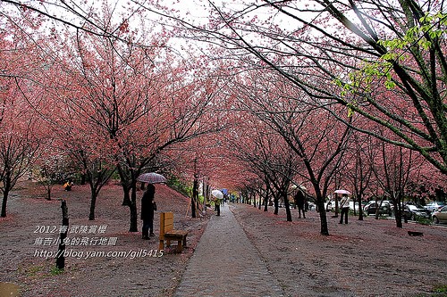 2012。春【武陵農(nóng)場】雨中賞櫻 @麻吉小兔。世界行旅