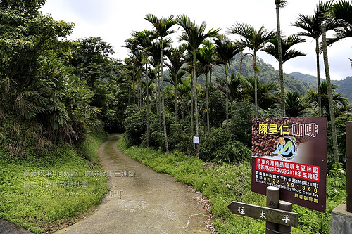 梅山【陳皇仁莊園咖啡】隱藏阿里山的咖啡豆達人陳皇仁～連續三年咖啡豆冠軍 @麻吉小兔。世界行旅