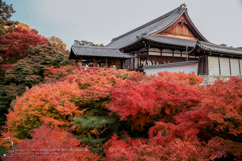 京都賞楓名勝【東福寺】滿園楓紅包圍的絕景 @麻吉小兔。世界行旅