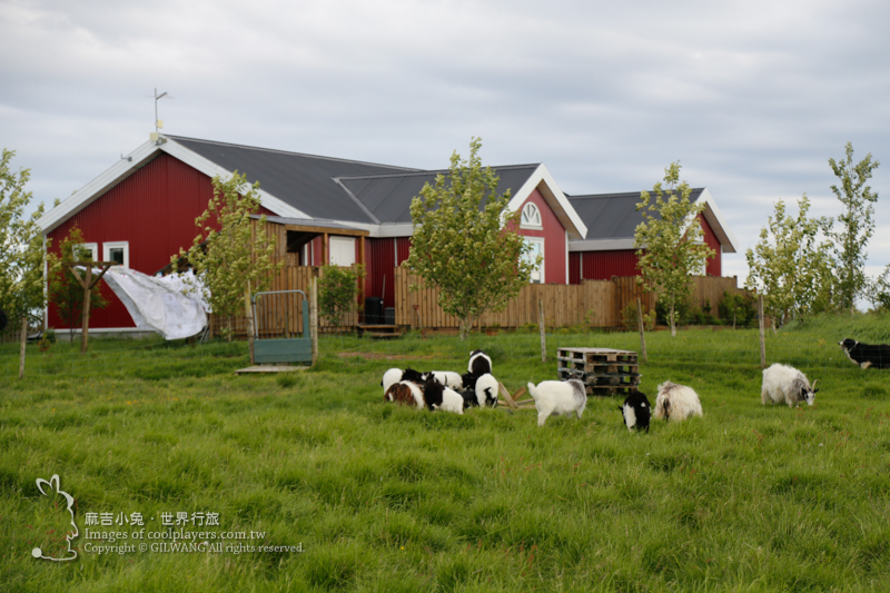 Iceland冰島之旅Day3~住宿【Skálatjörn Homestay 小羊農場】 @麻吉小兔。世界行旅